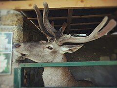 Олень благородний