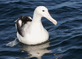 Op Kaikoura, Nieu-Seeland.