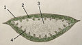 Diagram of leaf: 1 Cuticle,   2 Chloroplast parenchym,   3 Inner tissue,   4 Vascular bundles