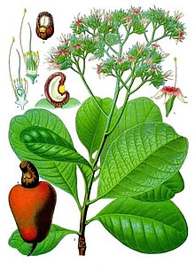 Anacardium occidentale - Köhler–s Medizinal-Pflanzen-010.jpg