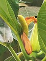 Male inflorescence