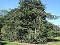 Cedrus atlantica al Kew Gardens