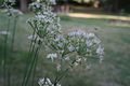 Blooming Chive plant