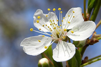 Květ slivoně mirabelky (Prunus domestica syriaca), která je poddruhem švestky domácí