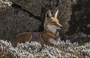 Un loup d'Abyssinie du parc national des monts Balé (Éthiopie). (définition réelle 6 000 × 3 892)