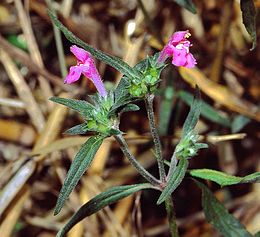 Keskenylevelű kenderkefű (Galeopsis angustifolia)