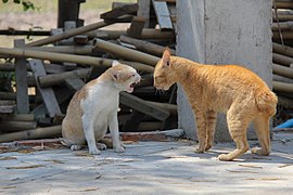 Chats s'invectivant.