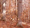 Beech trunk (Fagus)