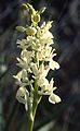 Orchis provincialis