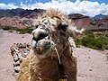 Nahaufnahme eines Lamas, Quebrada de Cafayate