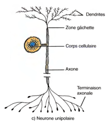 Schéma représentatif d'un neurone unipolaire accompagné de légende.