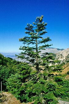 Abies nebrodensis