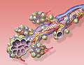 Da bronchiolo si arriva agli alveoli polmonari, sottili "bolle di epitelio" rivestite di capillari sanguigni, all'interno delle quali circola l'aria