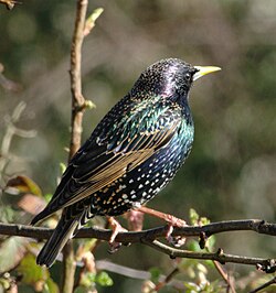 Mājas strazds (Sturnus vulgaris)