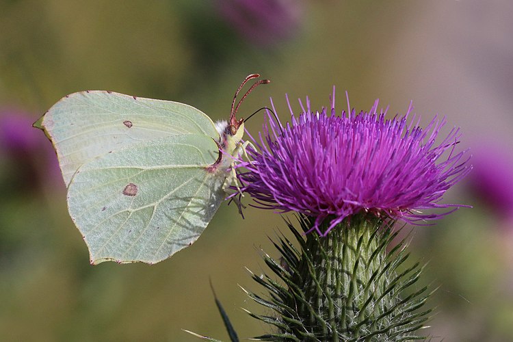 Крушинница (Gonepteryx rhamni) на соцветии бодяка обыкновенного (Cirsium vulgare)