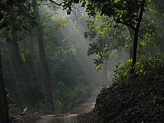 View from inside the Jim Corbett राष्ट्रीय उद्यान