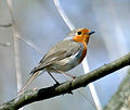 Vörösbegy (Erithacus rubecula)