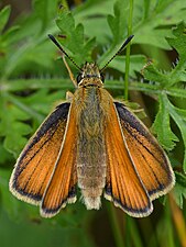 Stregbredpande (Thymelicus lineola) Thymelicus lineola