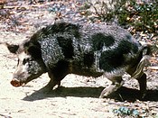 A feral pig near Canberra, Australia.