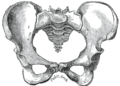 Imagine a unui pelvis feminin văzut anterior, sacrum este la centru.