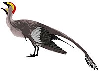 Jeholornis