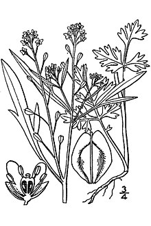 رسم لنبات الرشاد المزروع