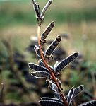 Baljor hos lupinen Lupinus rivularis.