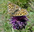 Melitaea phoebe