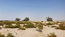 A desert with sparse greenery