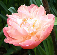 Paeonia lactiflora 'Pink Hawaiian Coral' Fleur double.