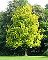 Ulmus x hollandica 'Wredei', η «Χρυσή Ολλανδική Φτελιά».