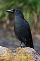 en:Currawong