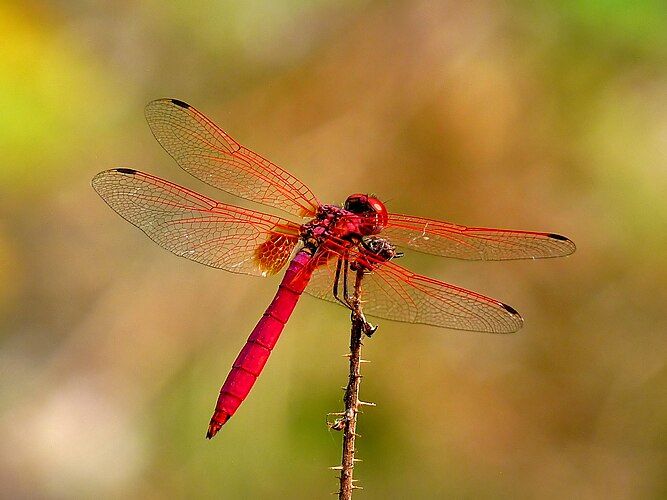 Самец стрекозы Trithemis aurora