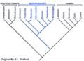 Phylogeny of Hesperocyoninae related to Borophaginae and canines by R.L. Tedford, 1977