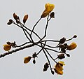 Cochlospermum religiosum flowers in Kolkata