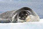 Photo d'un léopard de mer