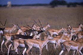 Antílope-negro (Antilope cervicapra)