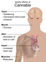 Main short-term somatic (bodily) effects of cannabis