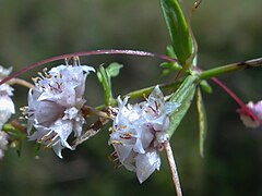 Photographie de fleurs du cuscute du thym.