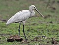 ヘラサギ Platalea leucorodia