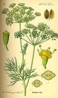 Dill (Anethum graveolens), Illustration