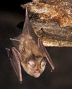 Brown bat