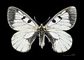 Parnassius mnemosyne