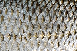 Escamas sobrepostas do peixe Rutilus rutilus