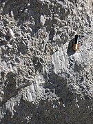 石英岩上具擦痕面的小斷層，地點：Alpujarras