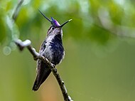 Fiolvipekolibri, Stephanoxis loddigesii