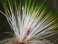 Trithuria inconspicua, família Hydatellaceae.