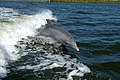 Tumler (Tursiops truncatus) tilhører gruppen delfiner