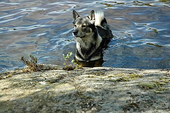 Anjing gembala Sweden di tasik, ekor melingkar