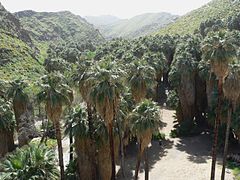 Palmeraie naturelle de Palm Canyon, Californie.